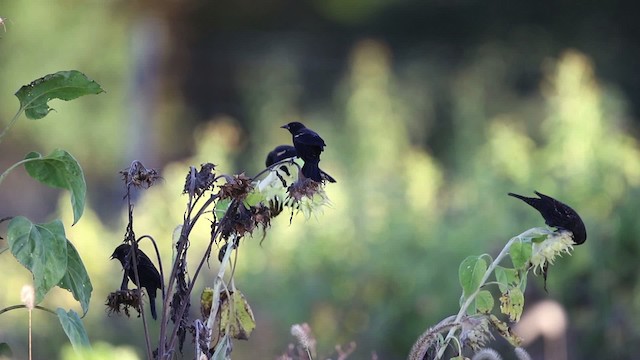 Red-winged Blackbird (Red-winged) - ML483405