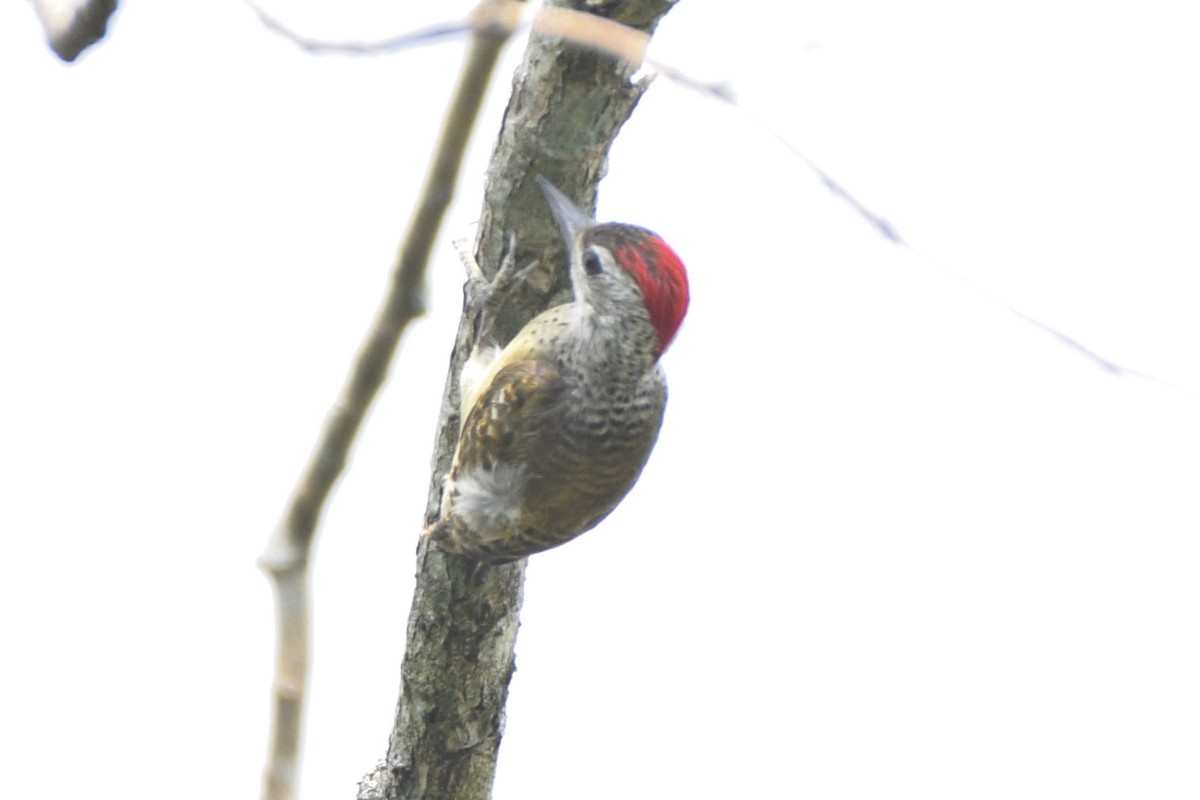Speckle-breasted Woodpecker - ML483406041