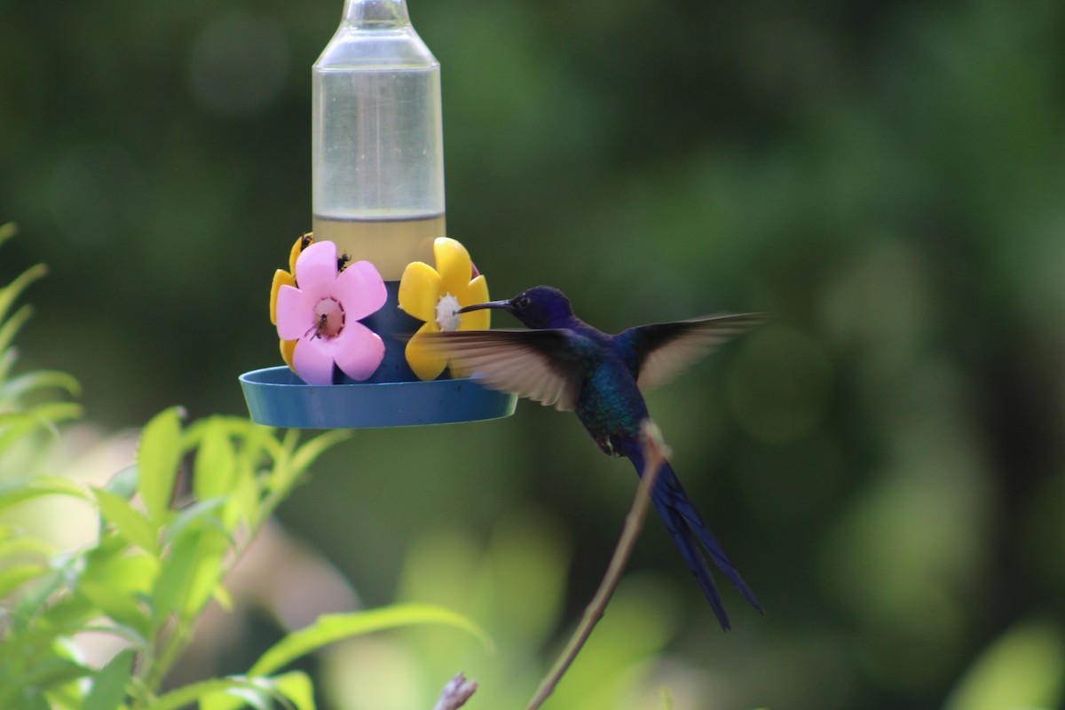 Swallow-tailed Hummingbird - ML48341081