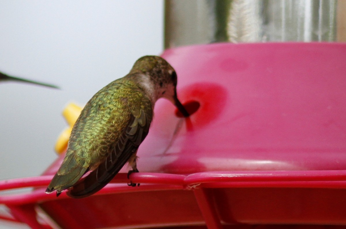Costa's Hummingbird - ML483413161