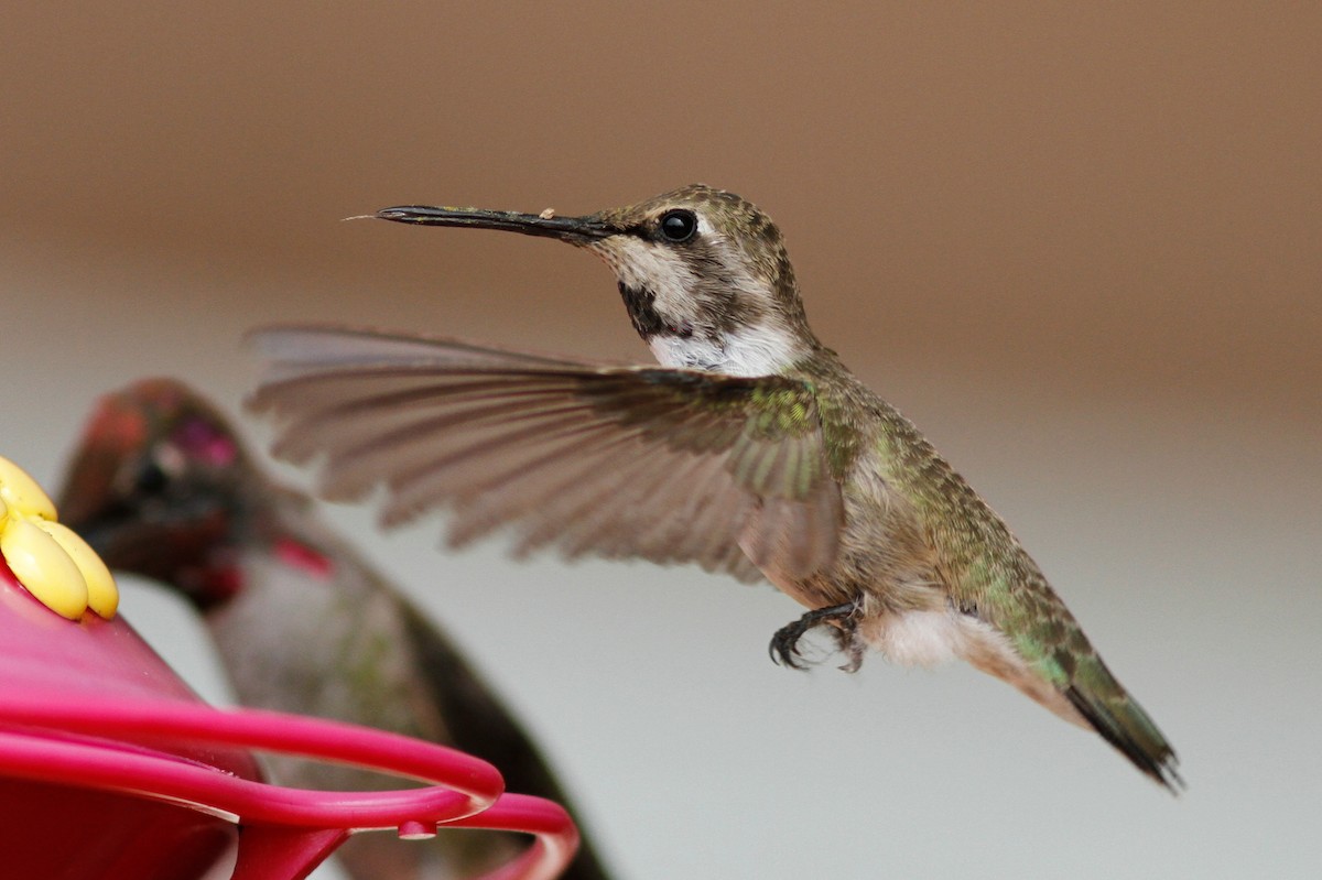 Costa's Hummingbird - ML483413191