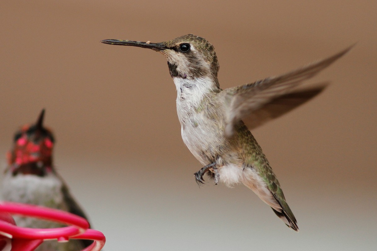 Costa's Hummingbird - ML483413201