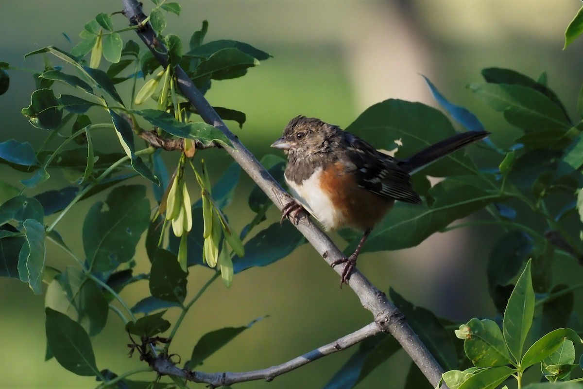Spotted Towhee - ML483414491