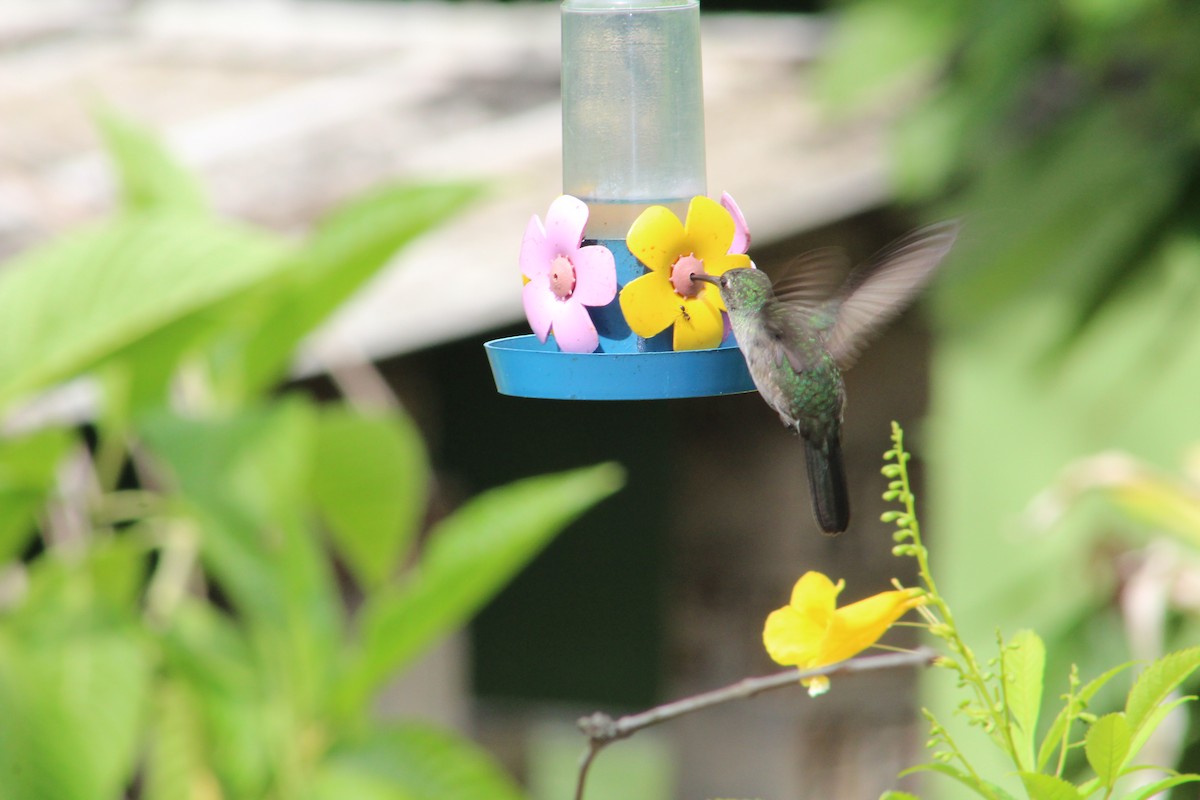 Sombre Hummingbird - ML48341511