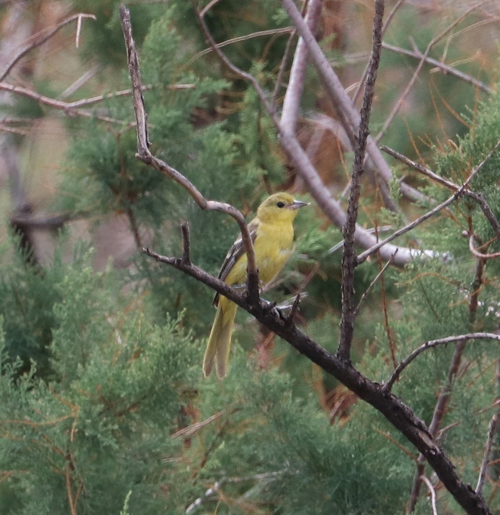 Orchard Oriole - ML483420071