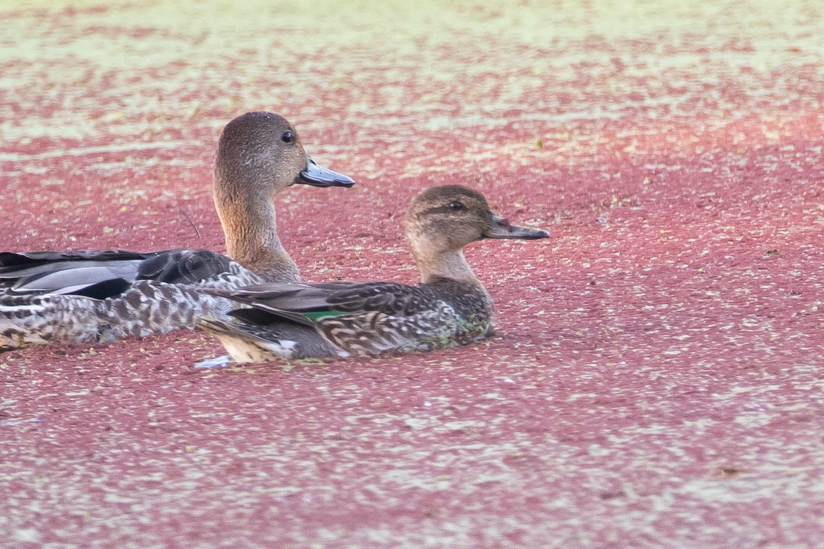 Green-winged Teal - ML483422211