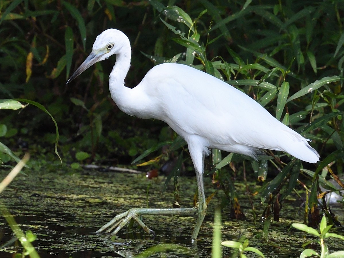 Little Blue Heron - Colin Fisher