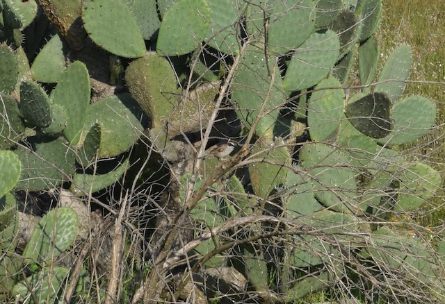 Habitat; Estado de México, Mexico - Striped Sparrow - 
