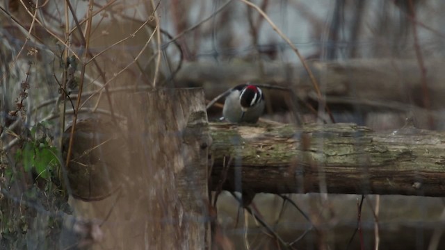 Downy Woodpecker (Eastern) - ML483453
