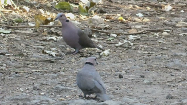 Red-eyed Dove - ML483463101