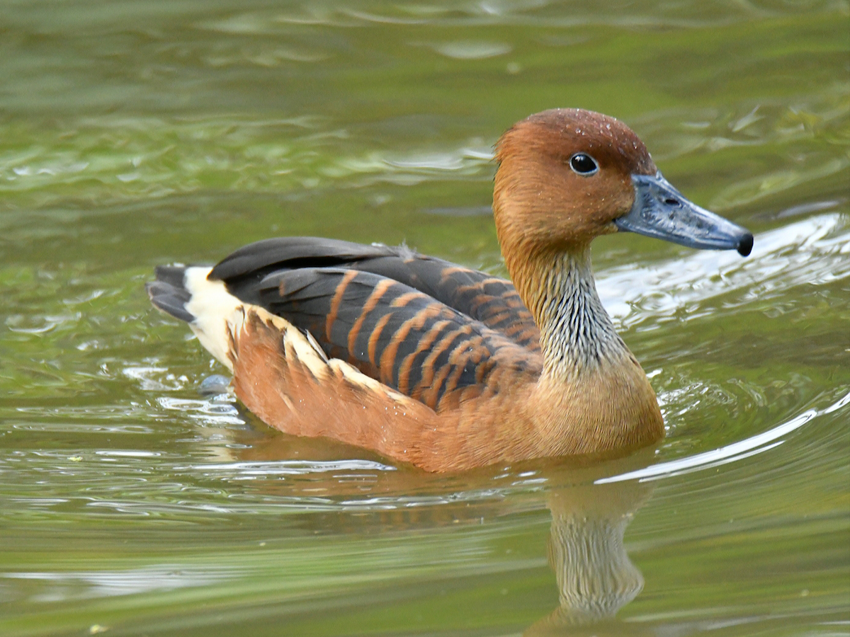 Fulvous Whistling-Duck - ML483463281