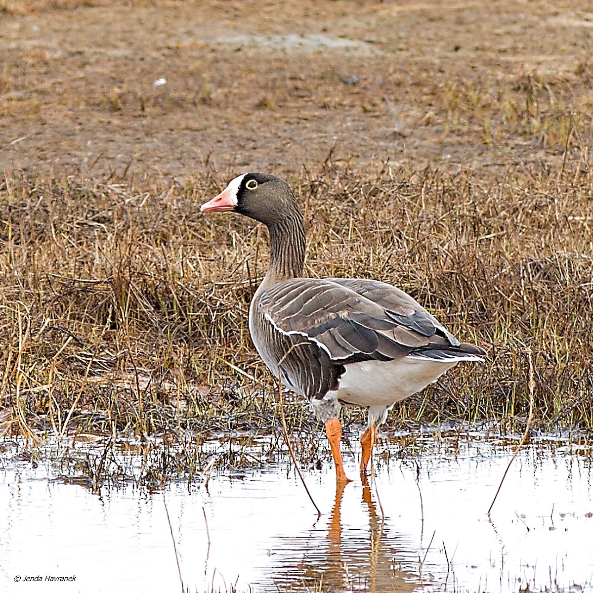 Lesser White-fronted Goose - ML483466431