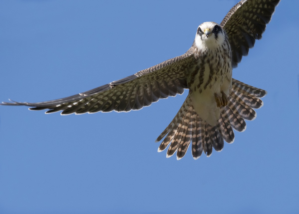 Red-footed Falcon - ML483467501