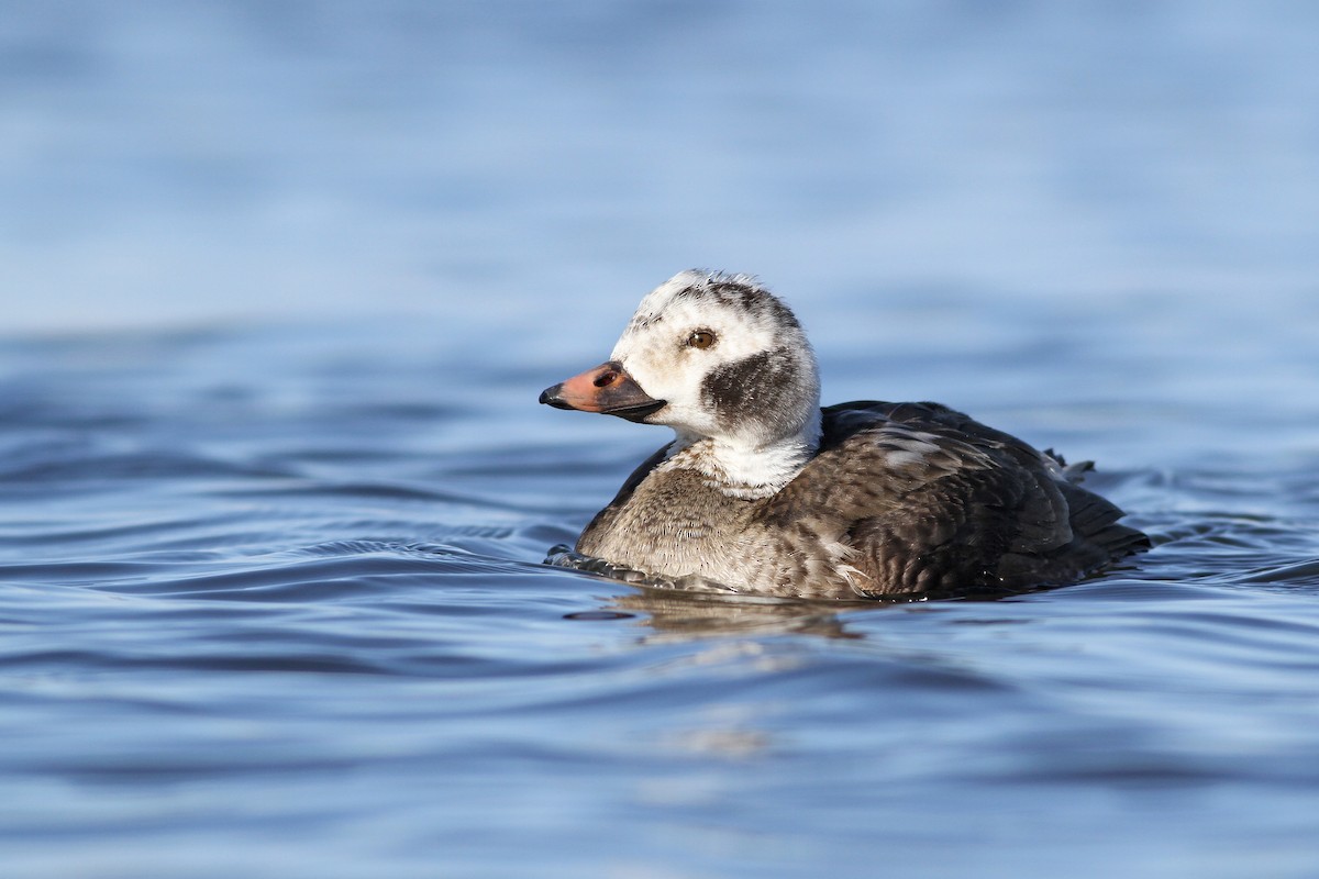 Long-tailed Duck - Evan Lipton