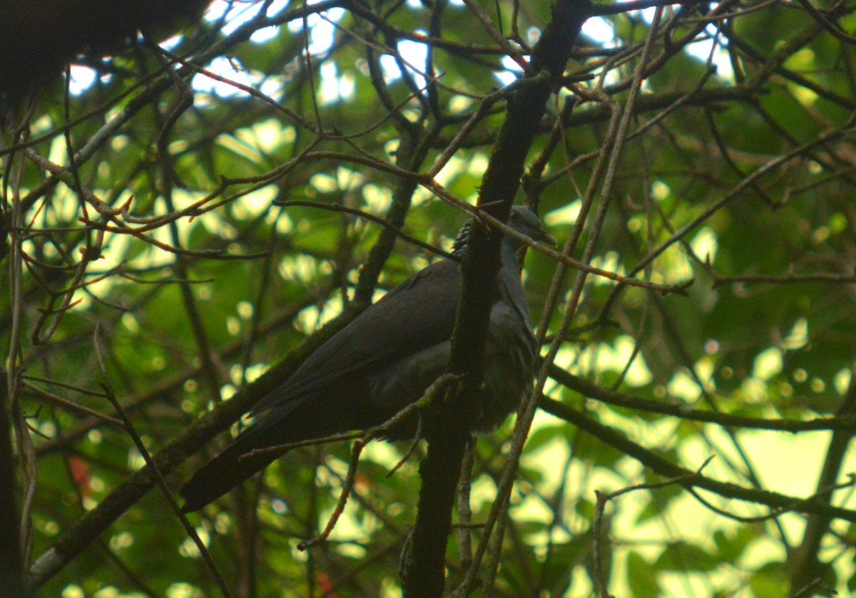 Nilgiri Wood-Pigeon - Karthik Thrikkadeeri