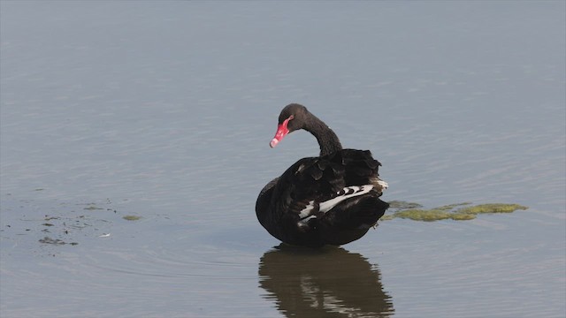 Black Swan - ML483475071