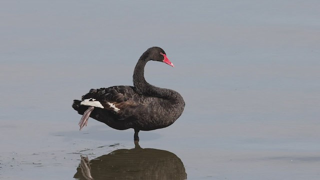 Black Swan - ML483475101