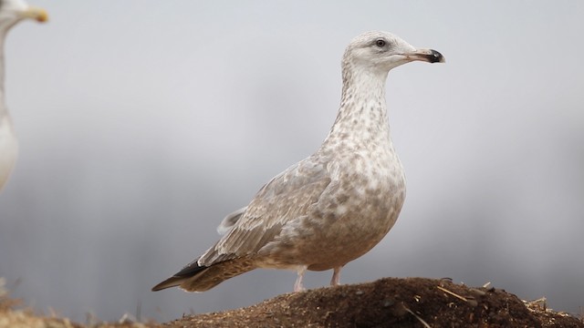 Herring Gull (American) - ML483476