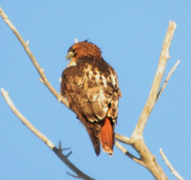 Red-tailed Hawk - ML48348061