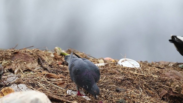 Rock Pigeon (Feral Pigeon) - ML483482