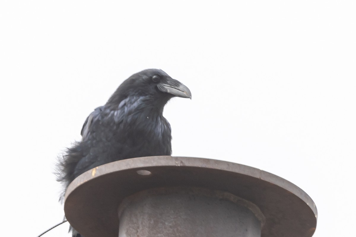 Common Raven - Rod Goodwin