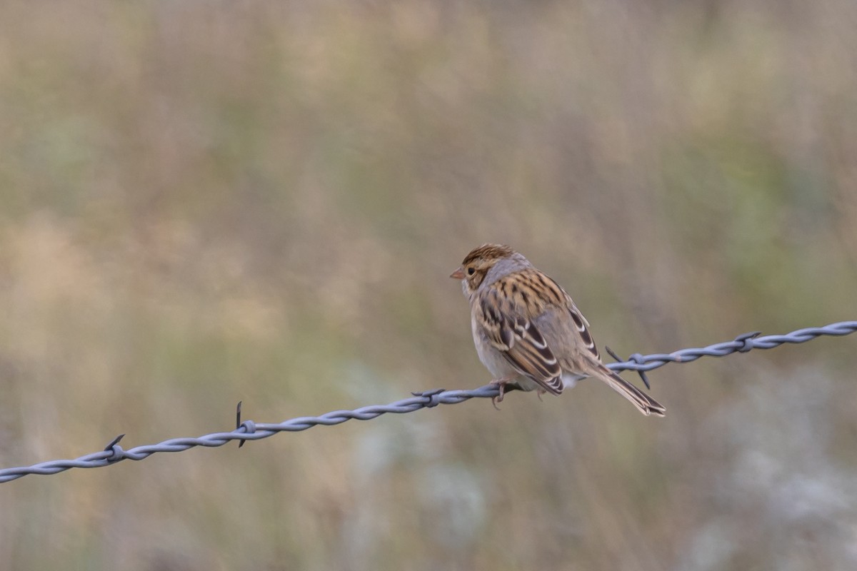 Clay-colored Sparrow - ML483484311