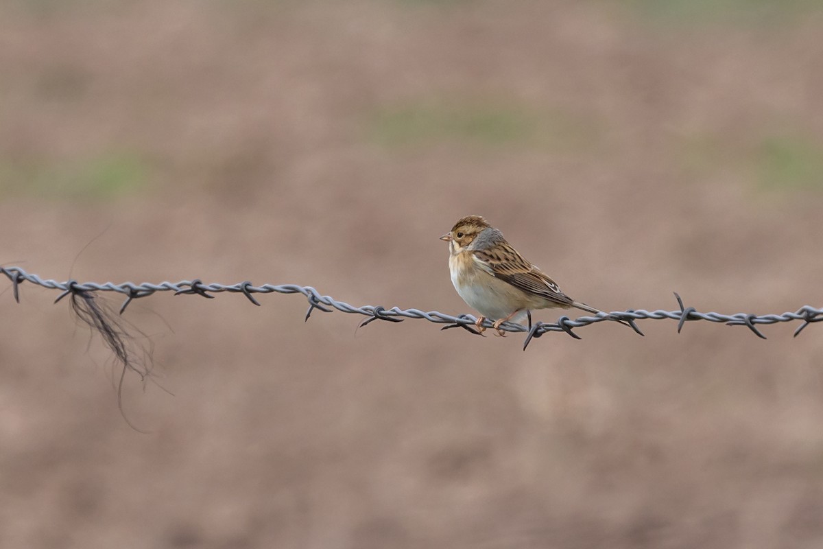 Clay-colored Sparrow - ML483484321