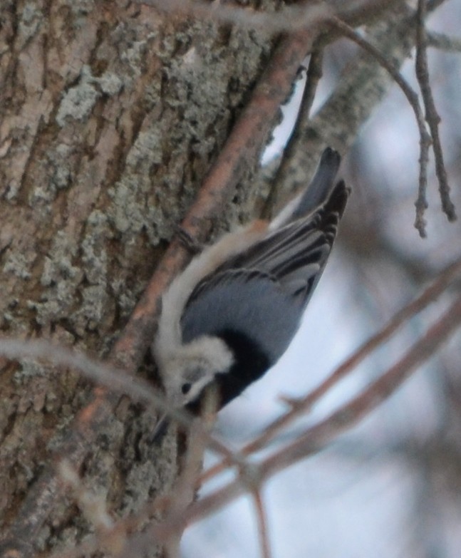 White-breasted Nuthatch - ML48348601