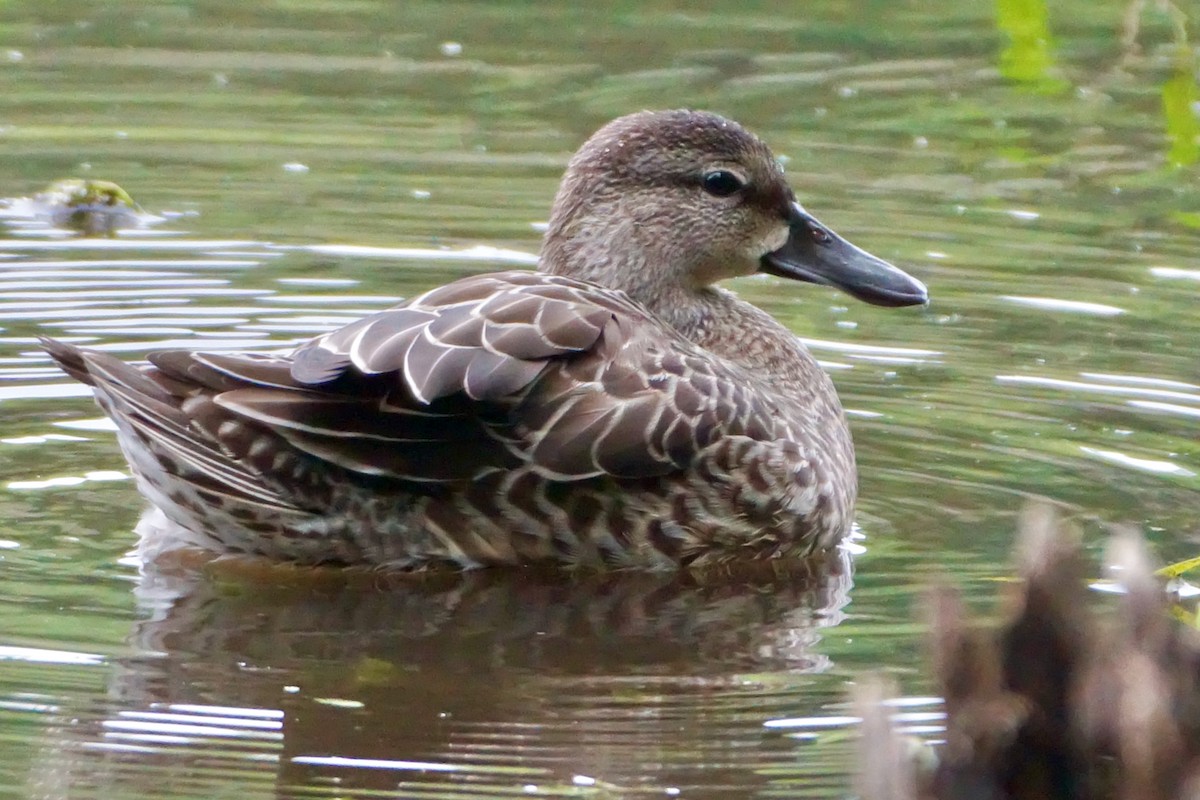 Blue-winged Teal - ML483486831