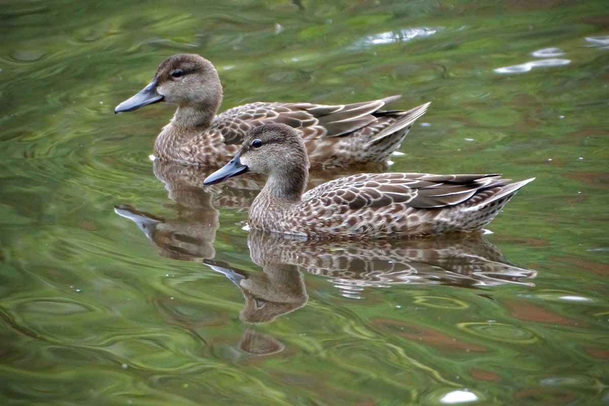 Blue-winged Teal - ML483487051