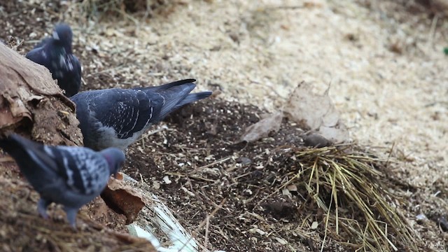 Pigeon biset (forme domestique) - ML483489