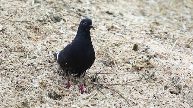 Pigeon biset (forme domestique) - ML483490
