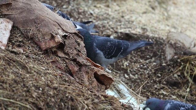 Rock Pigeon (Feral Pigeon) - ML483491