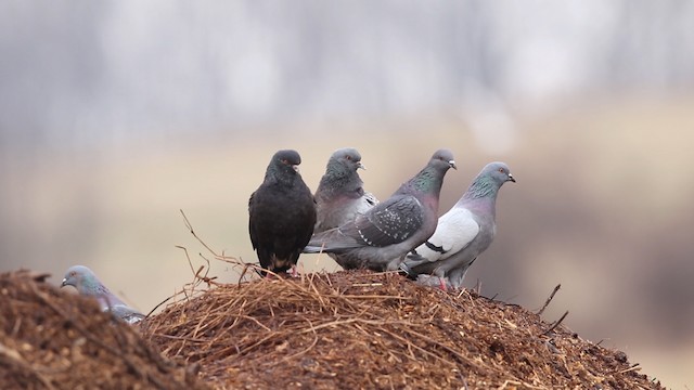 Rock Pigeon (Feral Pigeon) - ML483499