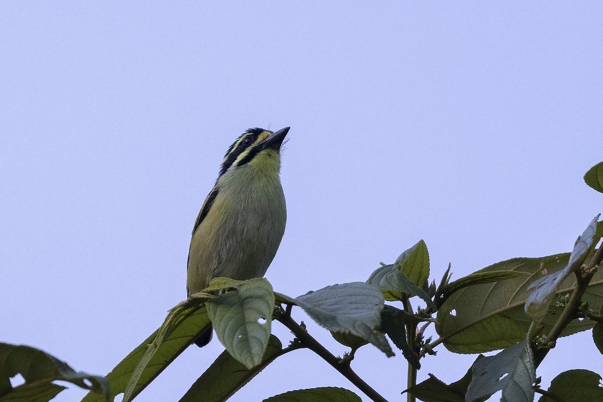 Yellow-throated Tinkerbird - ML483500411