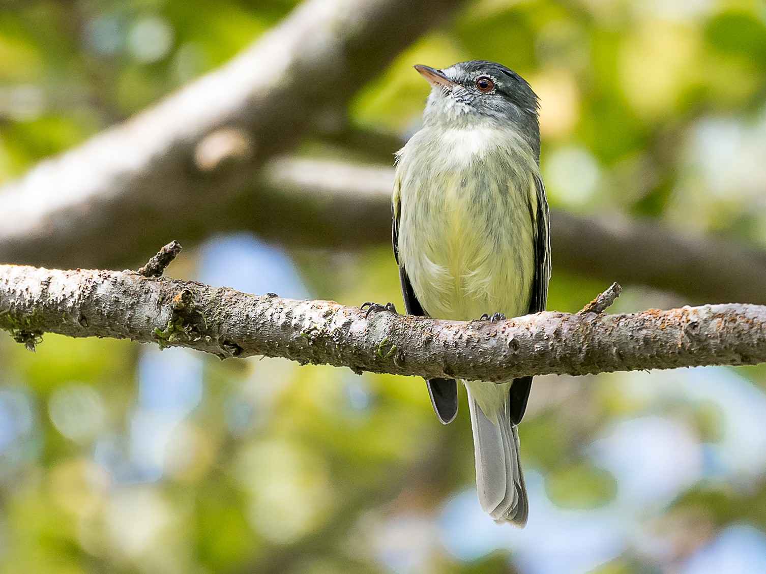 White-fronted Tyrannulet - Jorge Gabriel Campos