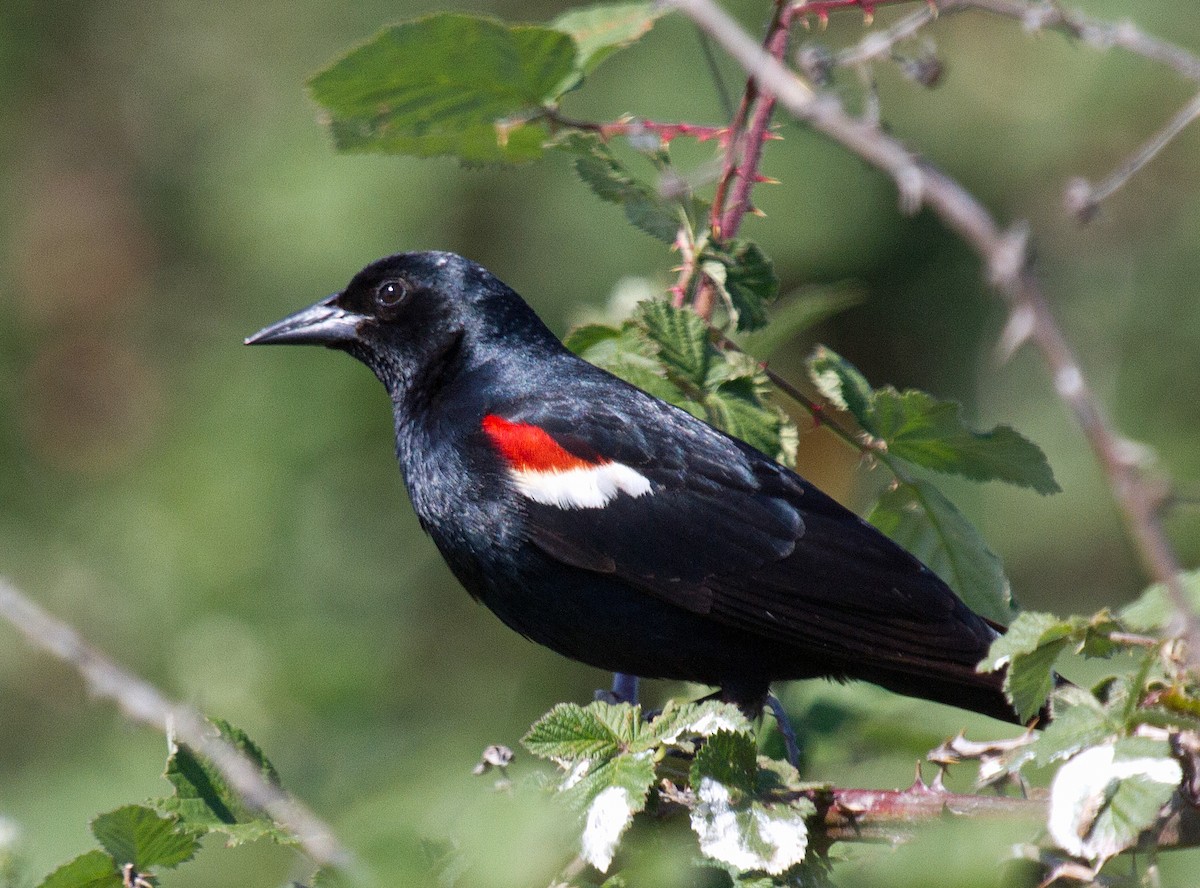 Tricolored Blackbird - ML48351091