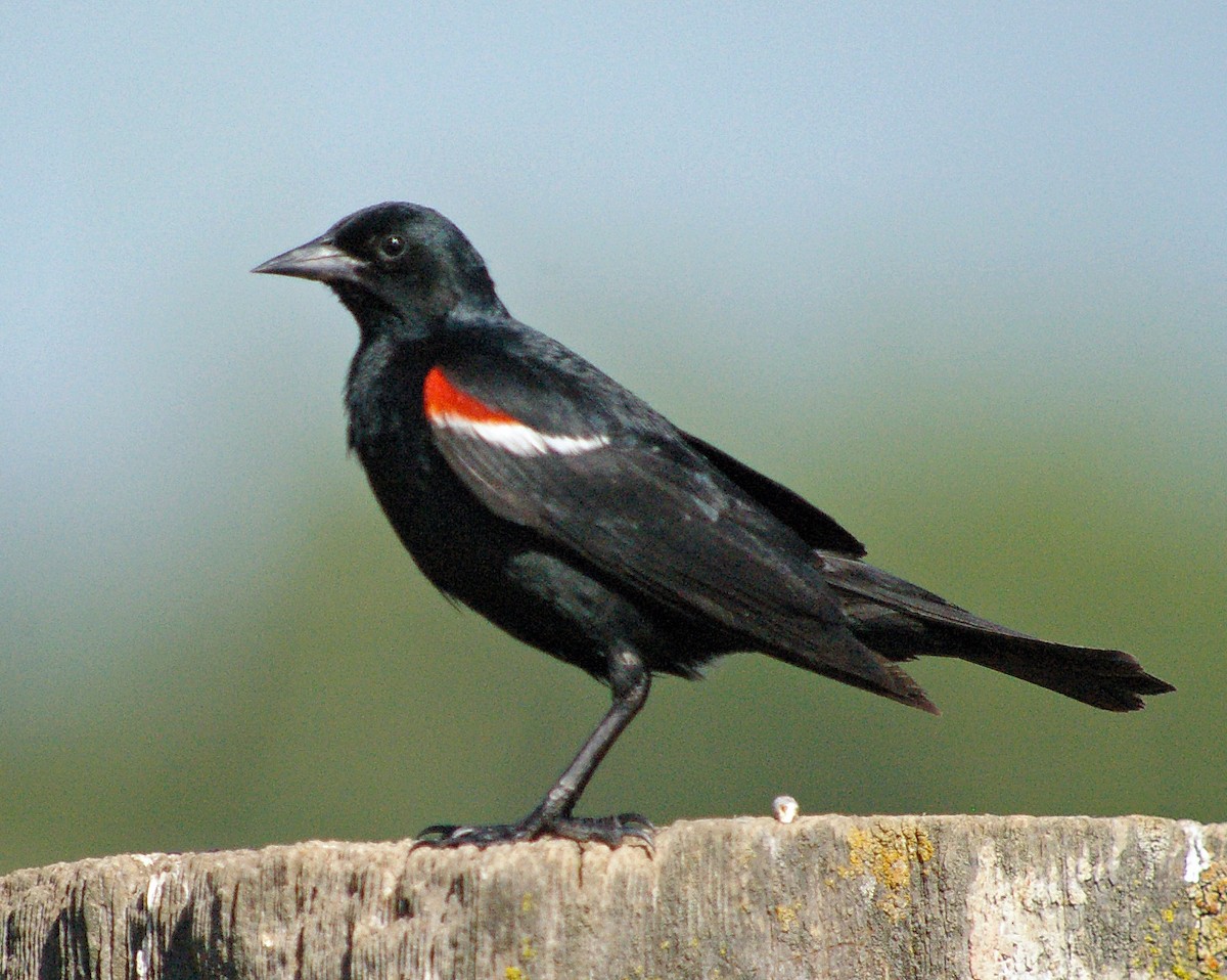 Tricolored Blackbird - ML48351251