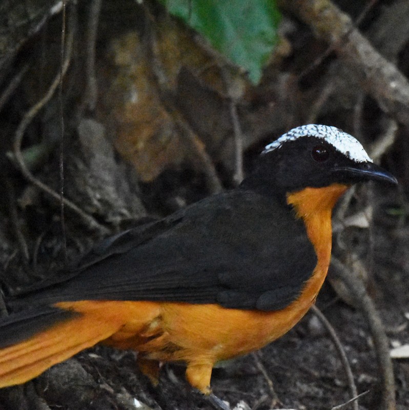 White-crowned Robin-Chat - ML483513871