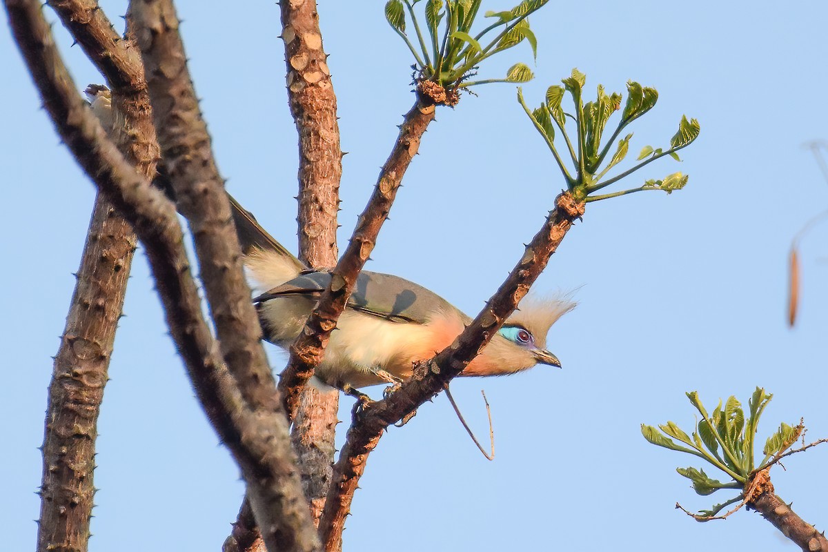 Crested Coua - ML483517141