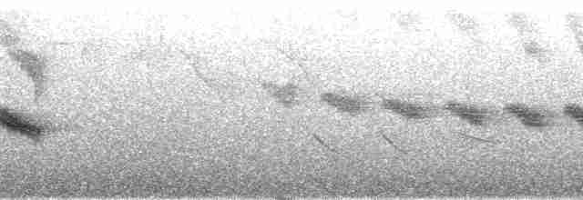 Perlenkehl-Ameisenschlüpfer - ML48352