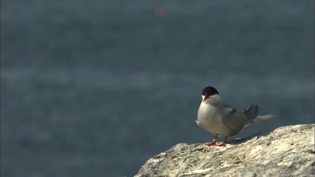 Arctic Tern - ML483520