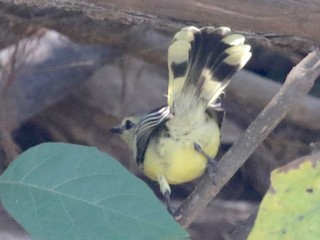 Rabicano Menor - eBird