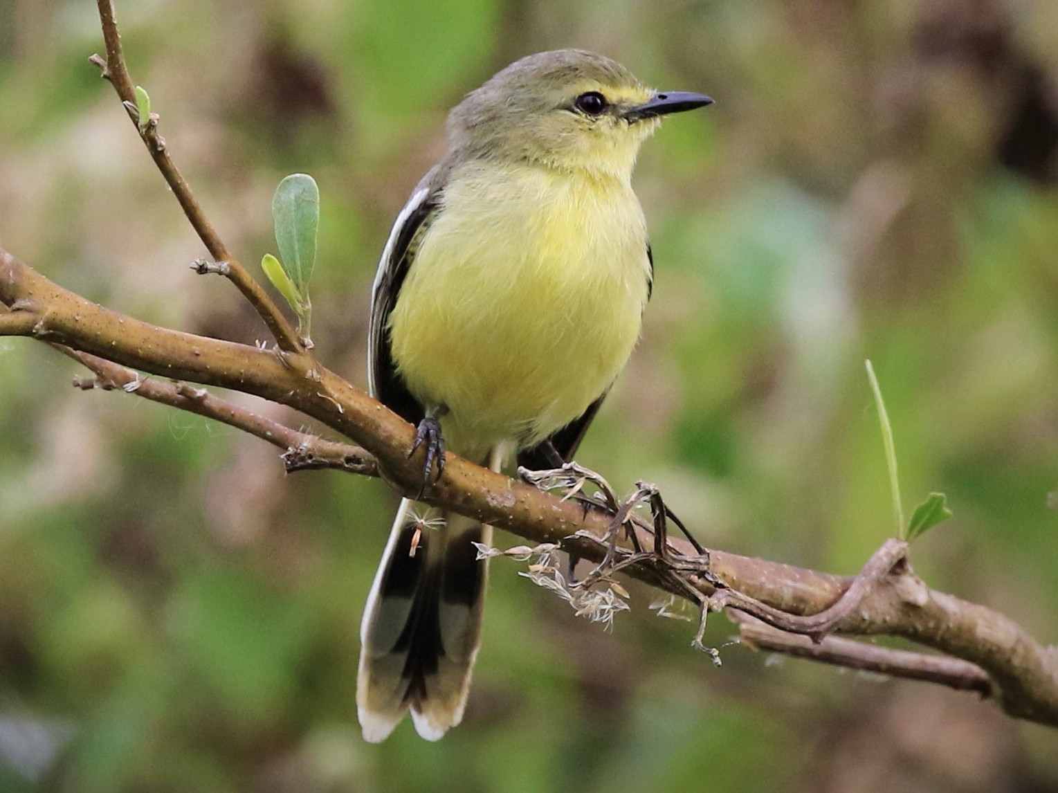 Lesser Wagtail-Tyrant - Klaus Maceda