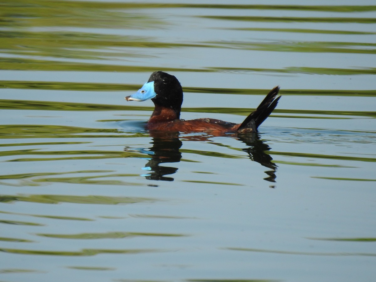Andean Duck - ML483520721