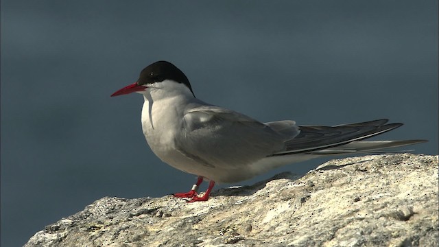 Arctic Tern - ML483521