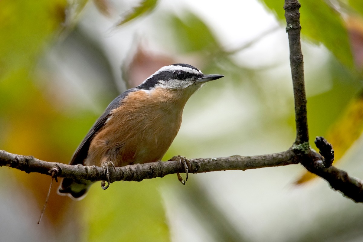 Red-breasted Nuthatch - Sue Barth