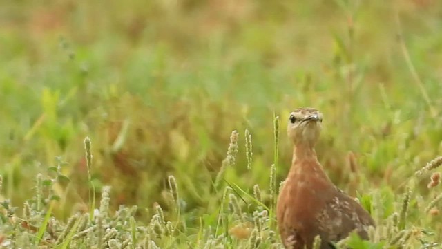 Indian Courser - ML483542891