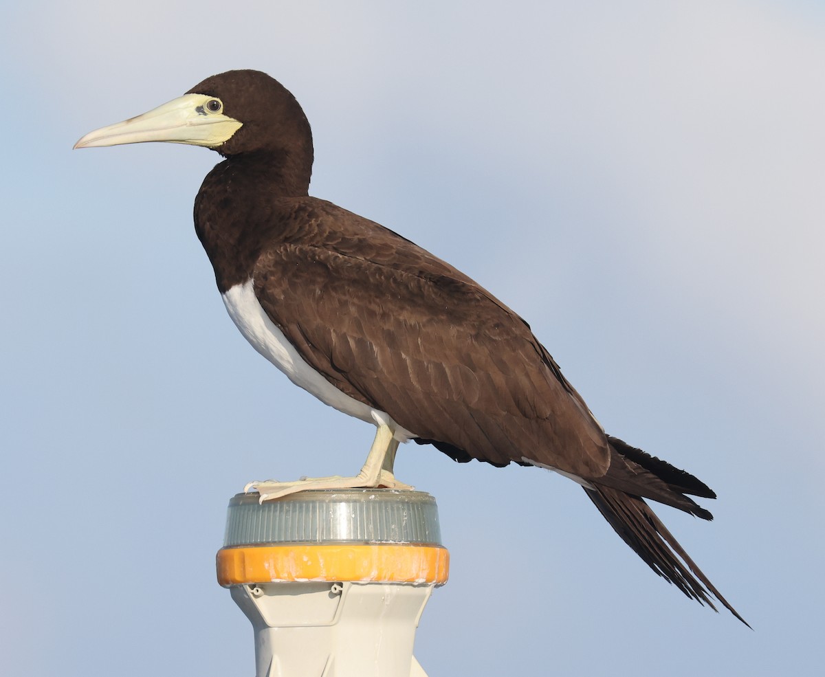 Brown Booby - ML483545481