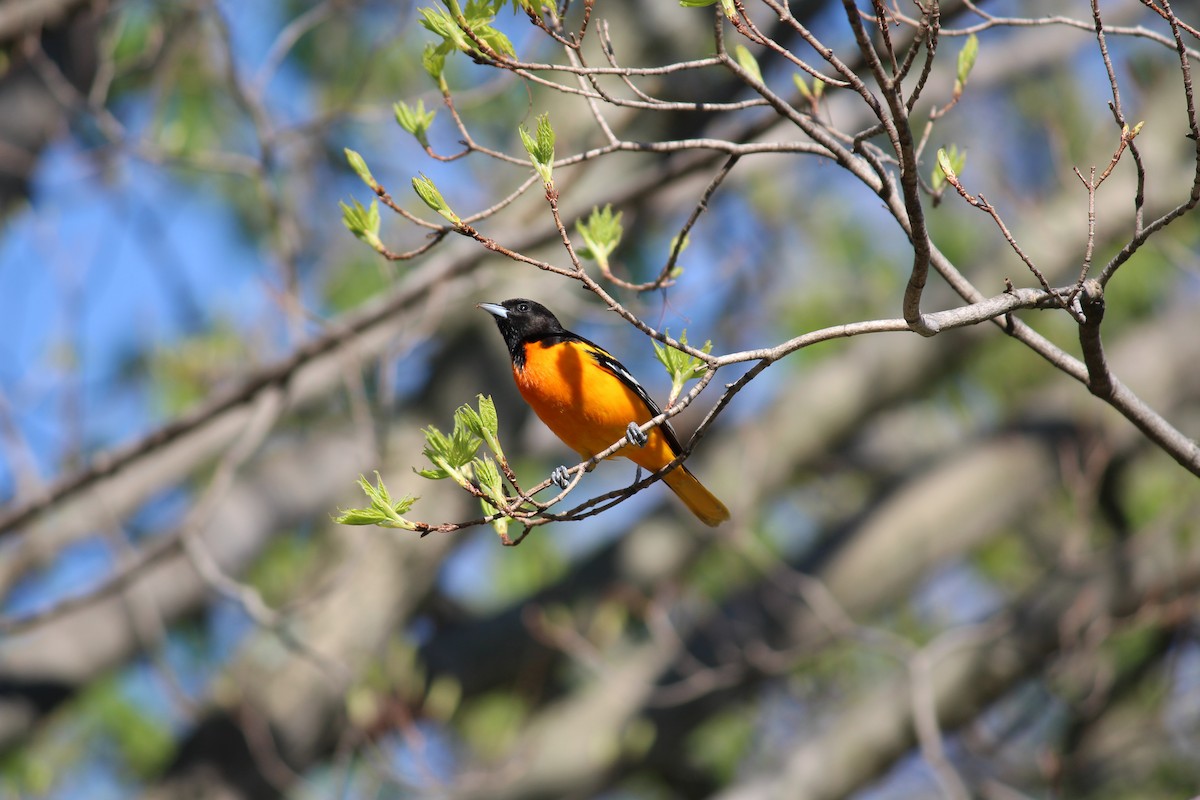 Baltimore Oriole - Russell Hillsley